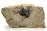Insane Dicranurus Trilobite - Large, Prone, No Restoration #310631-1